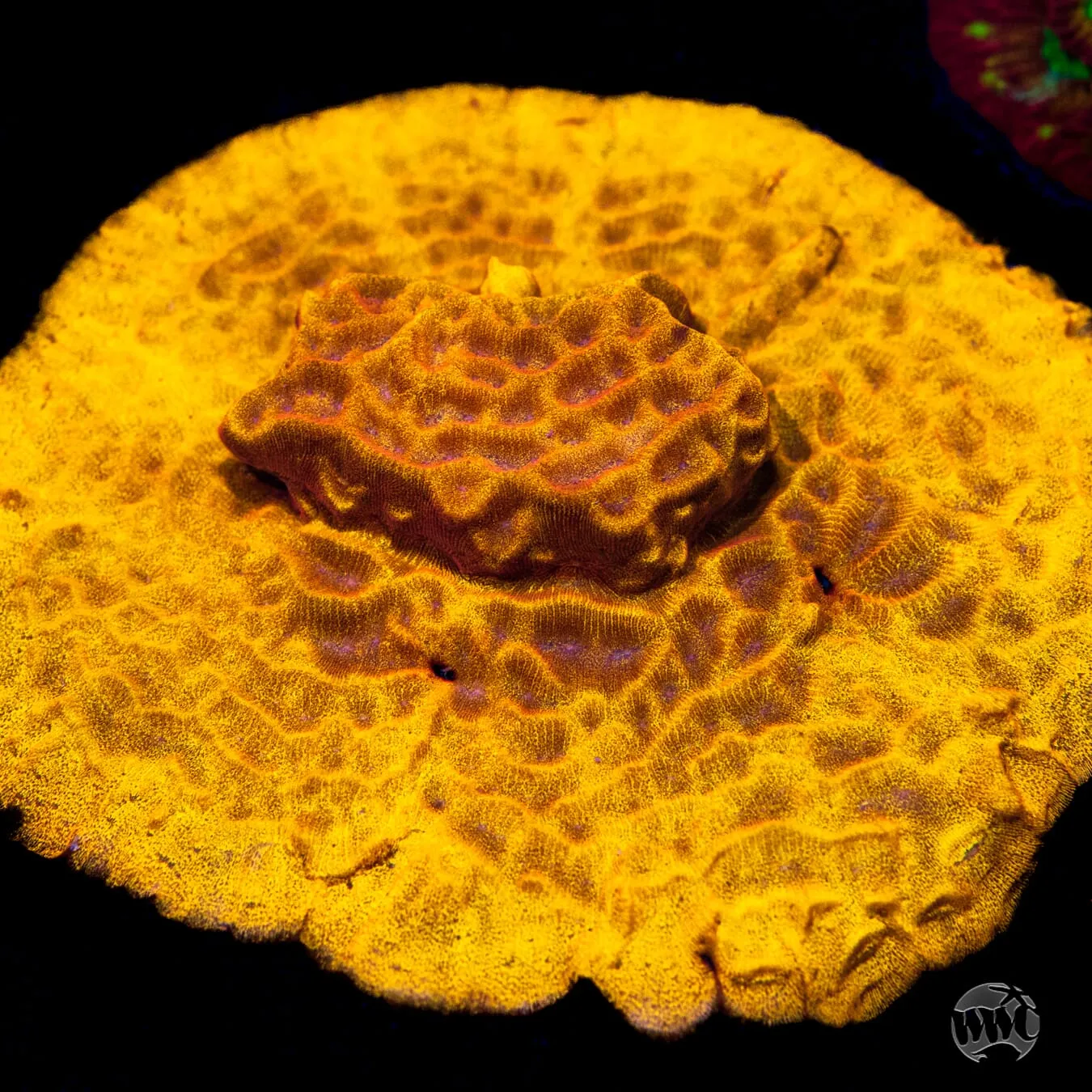 CC Tangerine Juice Leptoseris Coral