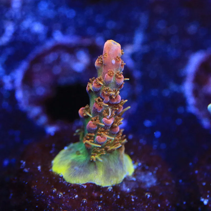 CC Voodoo Majic Acropora Coral