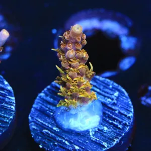 CC Voodoo Majic Acropora Coral