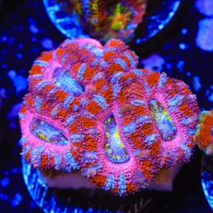 Strawberry Acan Coral