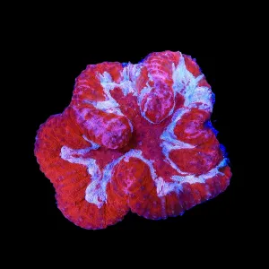 Strawberry Symphyllia Coral
