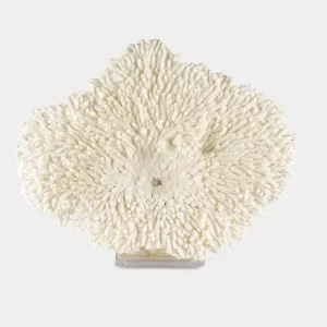 Table Coral