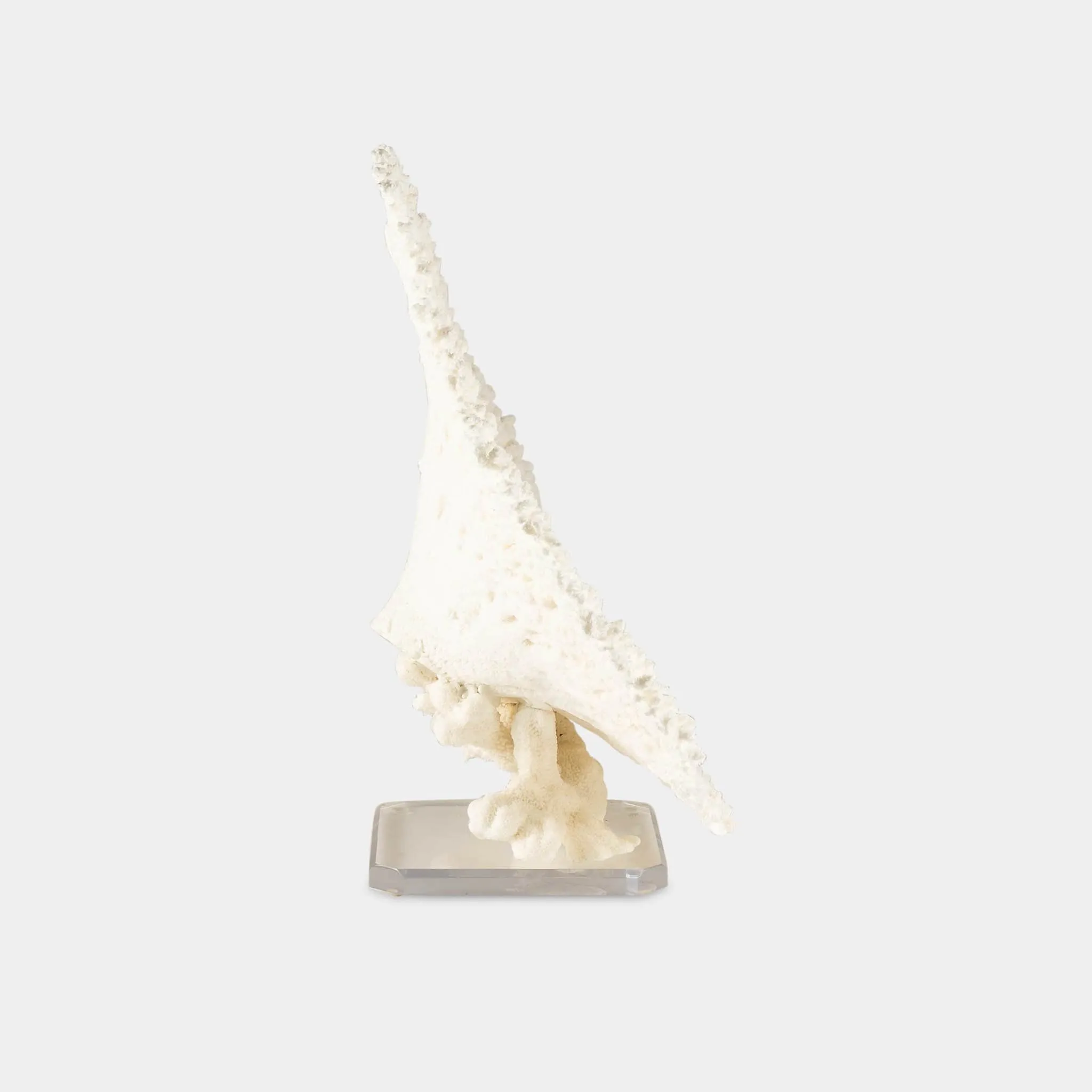 Table Coral