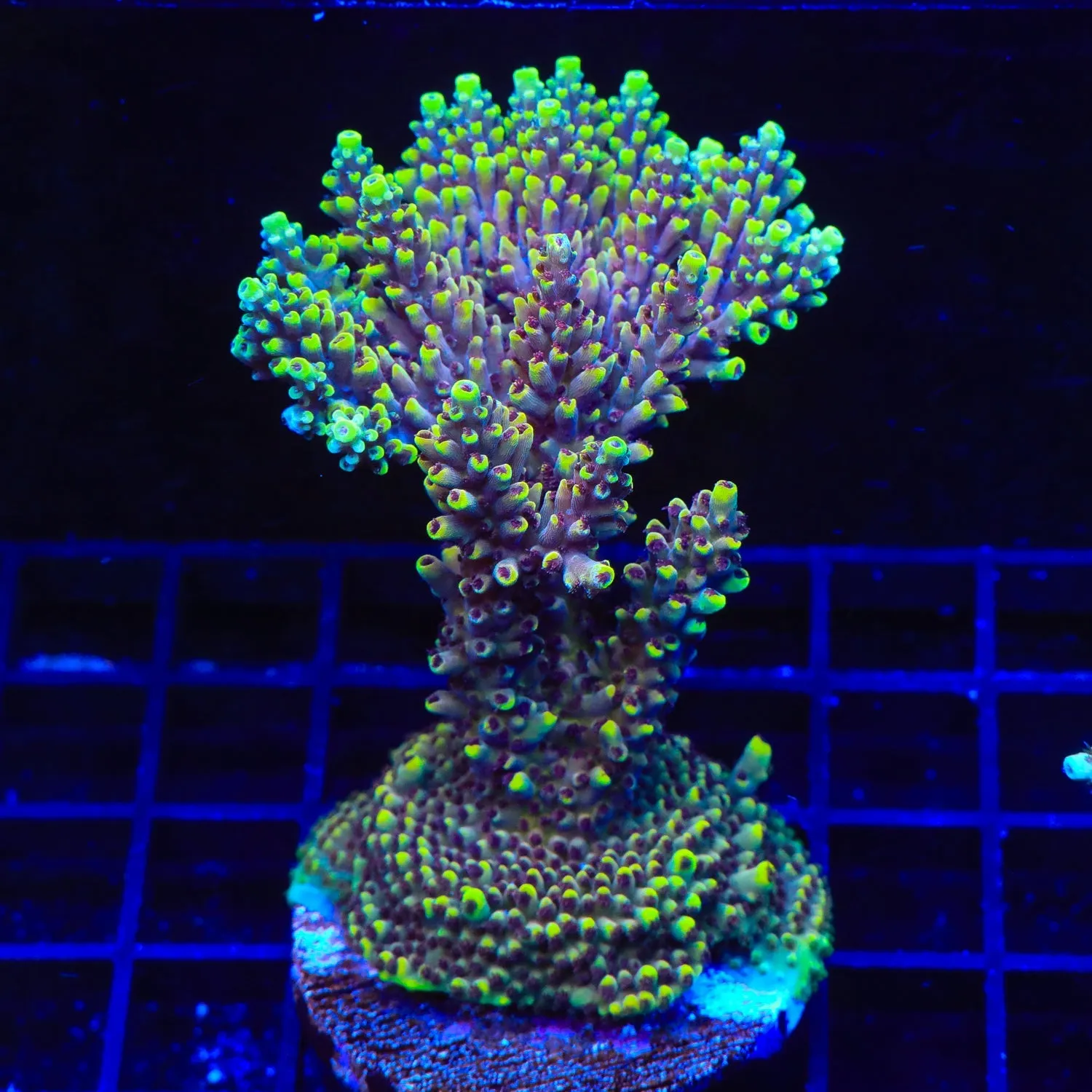 TGC Red Cadillac Acropora Colony Coral