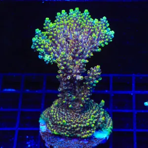 TGC Red Cadillac Acropora Colony Coral