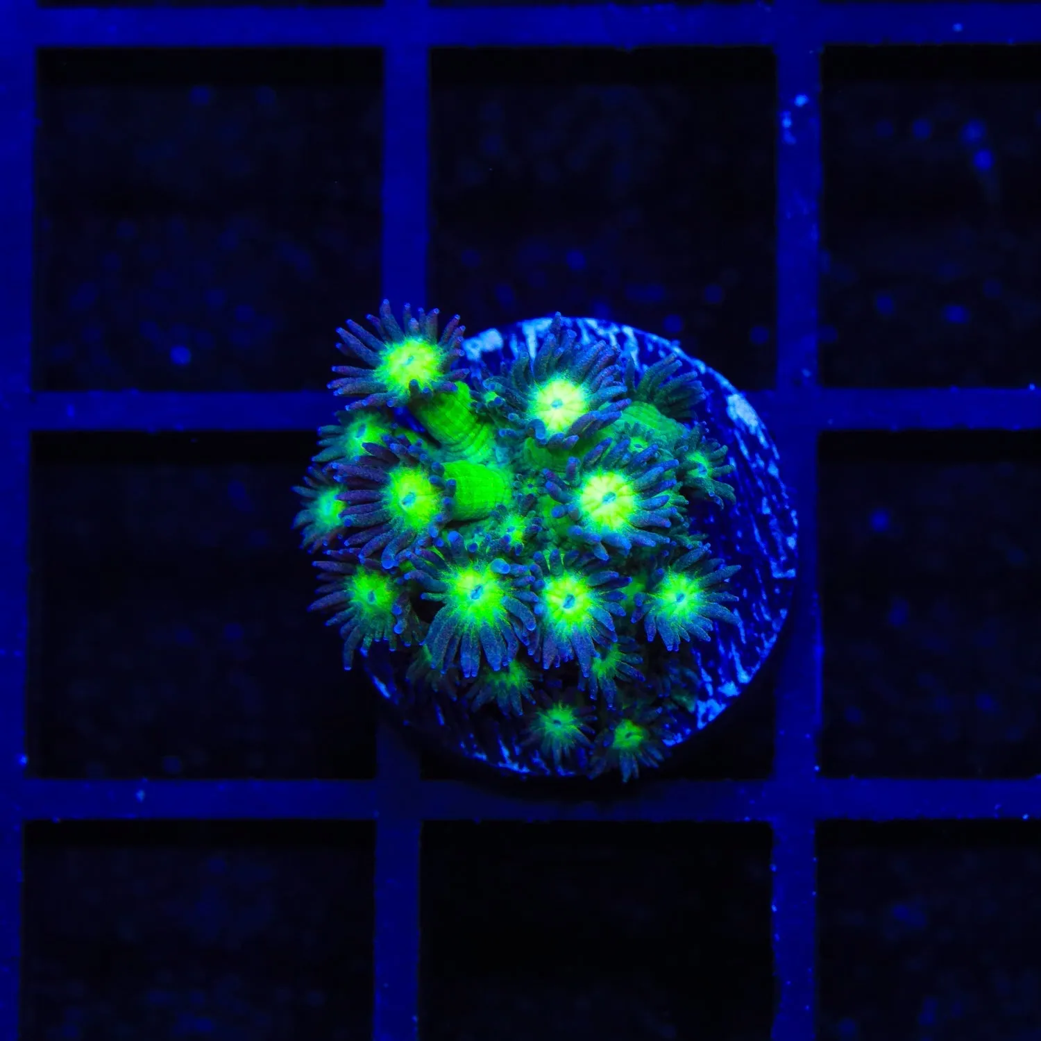 TSA Electric Scream Goniopora Coral