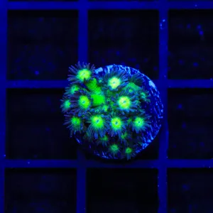 TSA Electric Scream Goniopora Coral