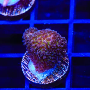 TSA Gold Pocillopora Coral