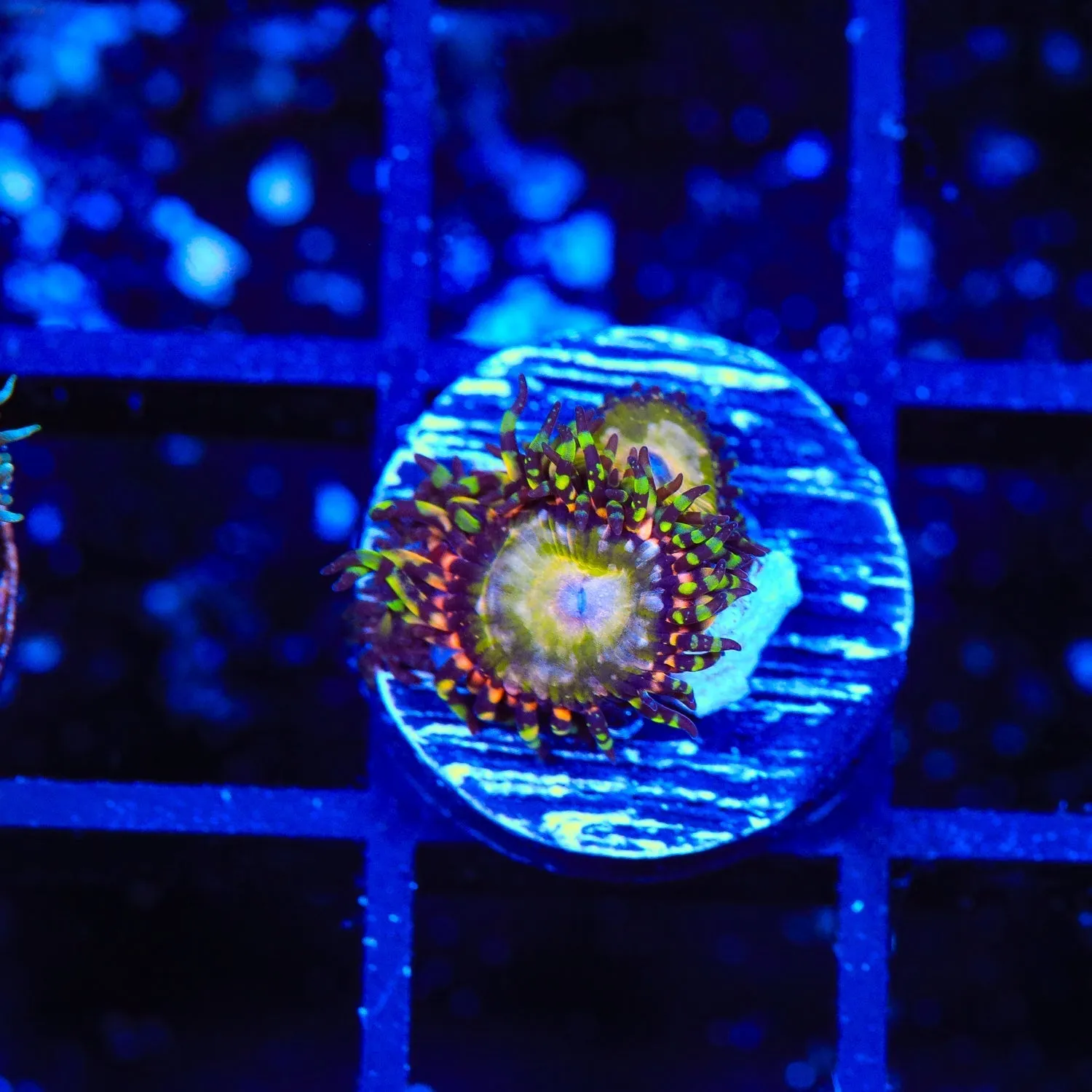 TSA Kaleidoscope Zoanthids Coral