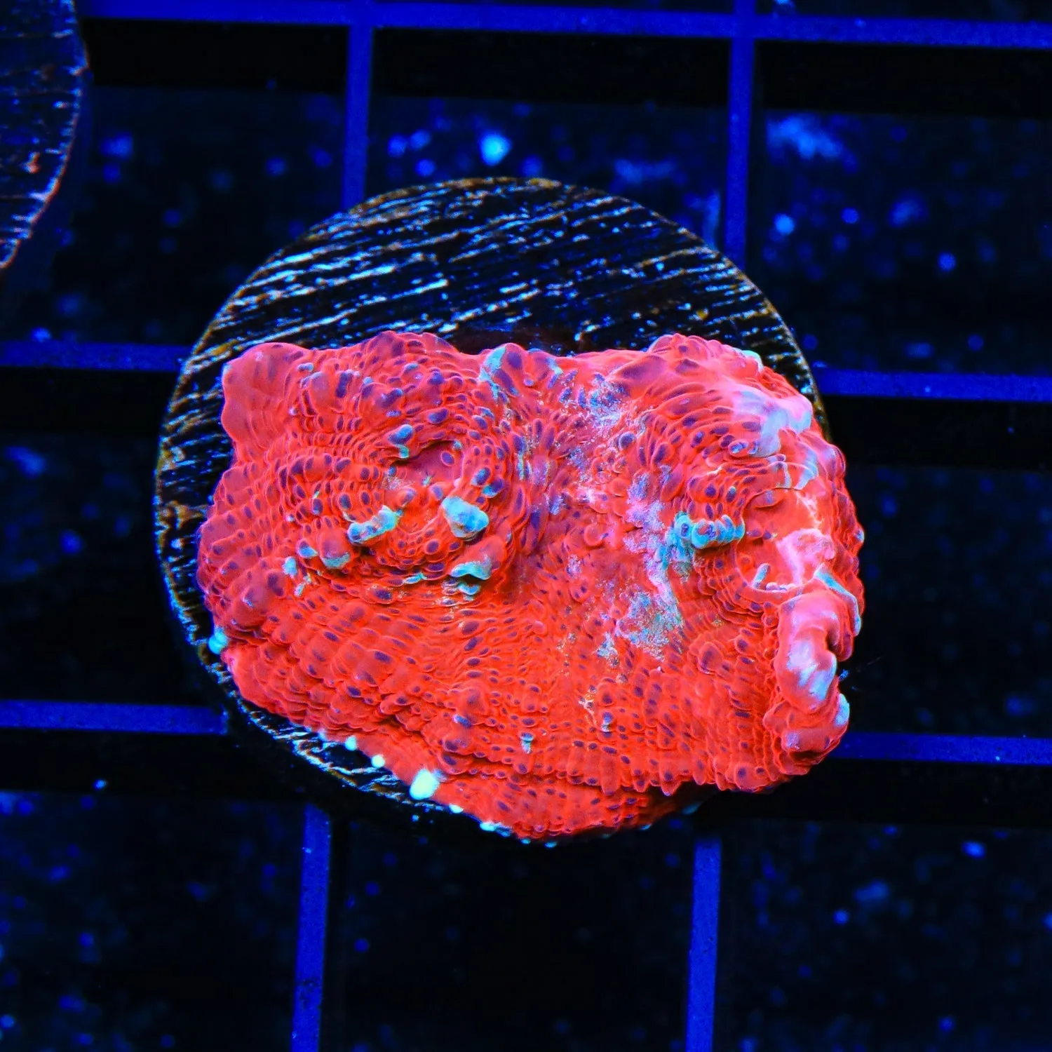TSA Peppermint Chalice Coral