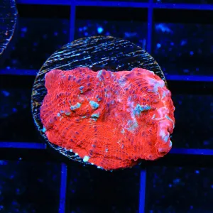 TSA Peppermint Chalice Coral