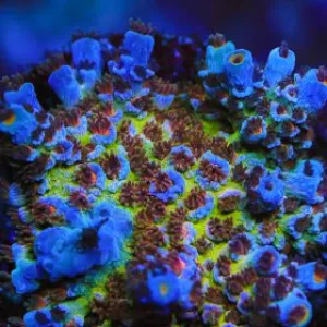 TSA Sin City Acropora Coral