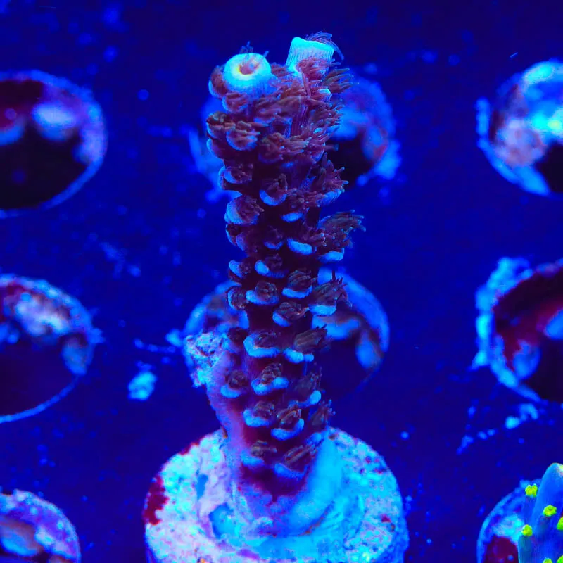 TSA Sin City Acropora Coral