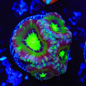 Ultra Japanese Deep Water Acan Coral
