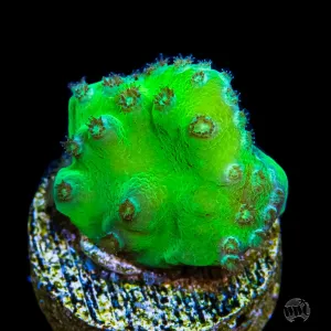 WWC Green Fire Turbinaria Coral