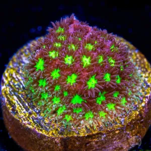 WWC Spooky Leptastrea Coral